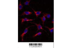 Immunofluorescence analysis of anti-ERAS Antibody in HeLa cells. (ERAS antibody  (N-Term))
