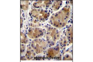 SC Antibody (N-term) 12299a immunohistochemistry analysis in formalin fixed and paraffin embedded human stomach tissue followed by peroxidase conjugation of the secondary antibody and DAB staining. (SREBF chaperone antibody  (N-Term))