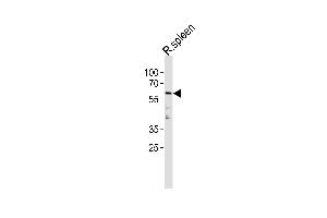 Rat Ccnl2 Antibody (C-term) (ABIN1881713 and ABIN2843431) western blot analysis in rat spleen tissue lysates (35 μg/lane). (Cyclin L2 antibody  (C-Term))