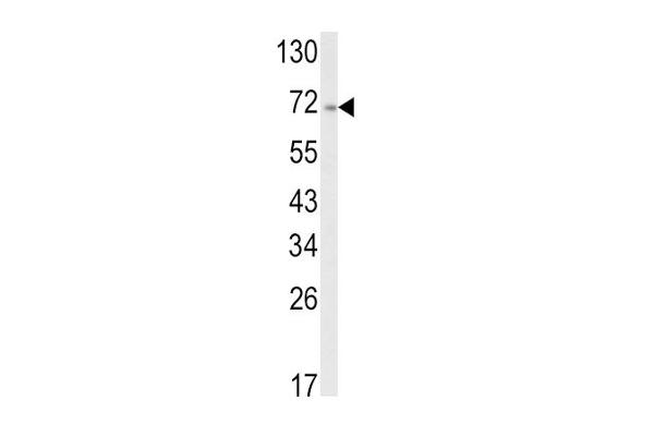 ATF6 antibody  (AA 350-377)