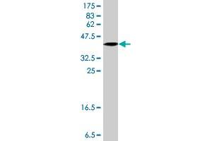 Western Blot detection against Immunogen (33. (CERS6 antibody  (AA 62-131))