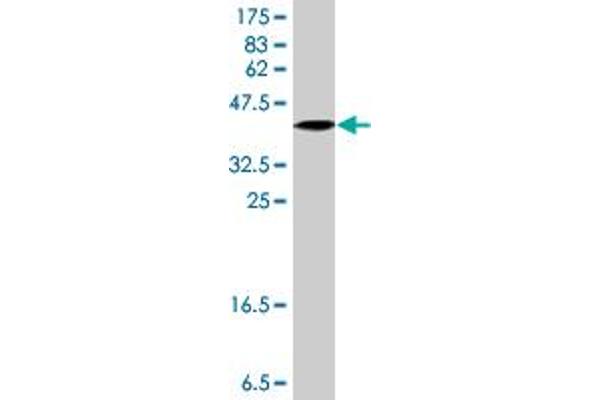 CERS6 antibody  (AA 62-131)