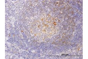 RSC1A1 antibody  (AA 1-100)