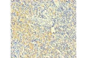 Immunohistochemistry of paraffin-embedded human tonsil tissue using ABIN7163487 at dilution of 1:100 (PLAC8 antibody  (AA 1-110))