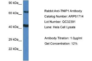 Western Blotting (WB) image for anti-TNFAIP3 Interacting Protein 1 (TNIP1) (C-Term) antibody (ABIN2774321) (TNIP1 antibody  (C-Term))