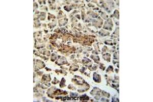 SUMF1 Antibody (C-Term) immunohistochemistry analysis in formalin fixed and paraffin embedded human pancreas tissue followed by peroxidase conjugation of the secondary antibody and DAB staining. (SUMF1 antibody  (C-Term))
