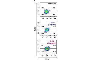 Interleukin (IL)-18 amplifies macrophage (Mφ) M2 polarization and angiogenic capacity. (CD163 antibody  (AA 1001-1121) (FITC))