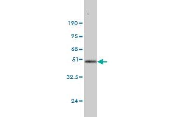 DUSP14 antibody  (AA 1-198)