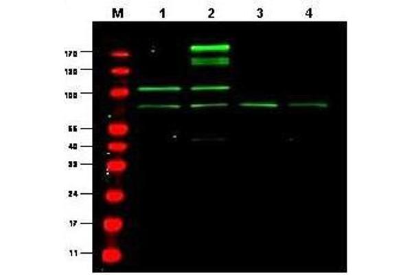 RREB1 antibody