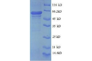 SDS-PAGE (SDS) image for Prolyl 4-Hydroxylase, beta Polypeptide (P4HB) (AA 29-313), (partial) protein (GST tag) (ABIN7479158)