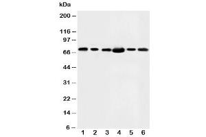 Western blot testing of FAF1 antibody and Lane 1:  rat testis (FAF1 antibody  (N-Term))