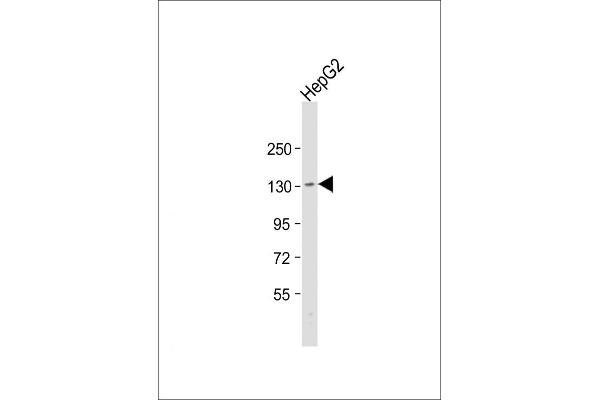 TMF1 antibody  (AA 447-480)