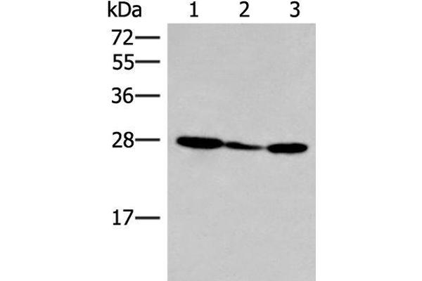 HLA-DOB antibody