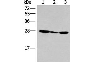 Western blot analysis of 293T cell lysate using HLA-DOB Polyclonal Antibody at dilution of 1:400