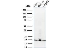Western Blot Analysis of human HeLa, HepG2 cell lysates and kidney tissue lysate using ARF1 Mouse Monoclonal Antibody (1A9/5). (ARF1 antibody  (C-Term))
