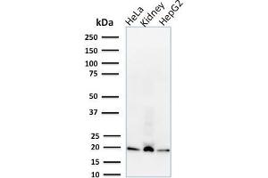 Western Blot Analysis of human HeLa, HepG2 cell lysates and kidney tissue lysate using ARF1 Mouse Monoclonal Antibody (1A9/5).