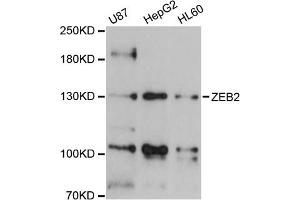 Western blot analysis of extracts of various cell lines, using ZEB2 antibody (ABIN5973336) at 1/1000 dilution. (ZEB2 antibody)