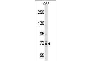 Western blot analysis in 293 cell line lysates (35ug/lane). (Kv3.4 antibody  (C-Term))