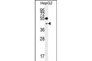 TXNL2 Antibody (N-term) (ABIN656034 and ABIN2845407) western blot analysis in HepG2 cell line lysates (35 μg/lane). (GLRX3 antibody  (N-Term))