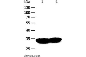 Western blot analysis of Mouse heart and muscle tissue, using TPM1 Polyclonal Antibody at dilution of 1:400 (Tropomyosin antibody)