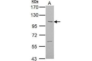 WB Image Sample (30 ug of whole cell lysate) A: NIH-3T3 7. (ULK2 antibody  (C-Term))