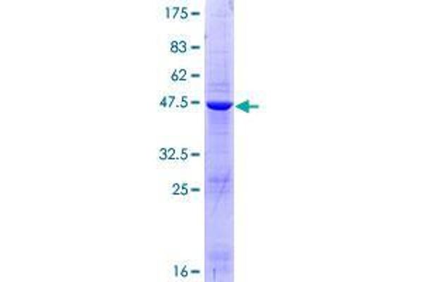 DUSP21 Protein (AA 1-190) (GST tag)