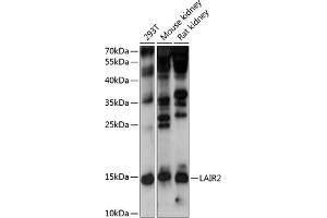 Western blot analysis of extracts of various cell lines, using L antibody  at 1:1000 dilution. (LAIR2 antibody  (AA 22-120))