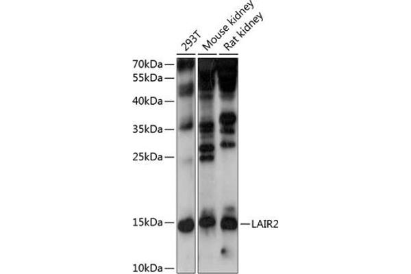 LAIR2 抗体  (AA 22-120)