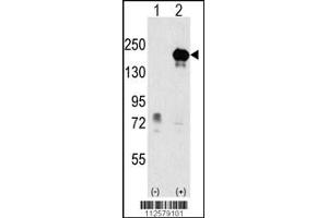 Western blot analysis of EHMT1 using rabbit polyclonal EHMT1 Antibody using 293 cell lysates (2 ug/lane) either nontransfected (Lane 1) or transiently transfected with the EHMT1 gene (Lane 2). (EHMT1 antibody  (AA 367-396))