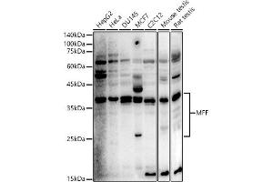 Western blot analysis of extracts of various cell lines, using MFF antibody (ABIN6134830, ABIN6143788, ABIN6143790 and ABIN7101737) at 1:500 dilution. (MFF antibody  (AA 15-170))