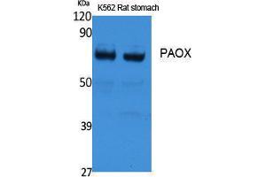 Western Blotting (WB) image for anti-Polyamine Oxidase (Exo-N4-Amino) (PAOX) (Internal Region) antibody (ABIN3178129) (PAOX antibody  (Internal Region))