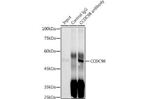Immunoprecipitation analysis of 300 μg extracts of MCF7 cells using 3 μg CCDC98 antibody (ABIN7267113). (CCDC98 antibody)