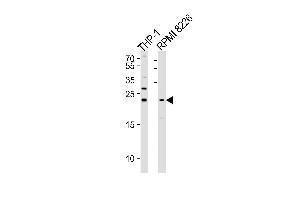 Western blot analysis of lysates from THP-1,RI 8226 cell line (from left to right),using Bak Antibody (ABIN483832 and ABIN1533215).