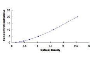 Spermine Oxidase (SMOX) ELISA Kit