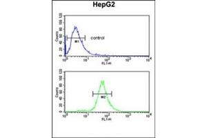 Flow cytometric analysis of HepG2 cells using FBXL5 Antibody (N-term) Cat.