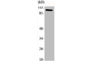 Western Blot analysis of various cells using GCN5 Polyclonal Antibody (KAT2A antibody  (C-Term))