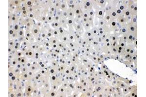 IHC testing of FFPE mouse liver with NFIA antibody at 1ug/ml. (NFIA antibody  (AA 180-224))