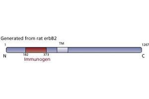 Image no. 3 for anti-Receptor tyrosine-protein kinase erbB-2 (ErbB2/Her2) (AA 182-373) antibody (ABIN967787) (ErbB2/Her2 antibody  (AA 182-373))