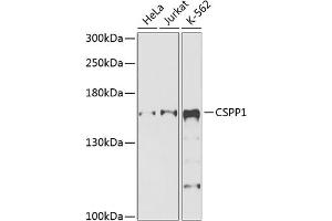 Western blot analysis of extracts of various cell lines, using CSPP1 antibody (ABIN6132173, ABIN6139130, ABIN6139131 and ABIN6225331) at 1:1000 dilution. (CSPP1 antibody  (AA 962-1221))