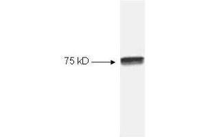 Western blot of HeLa cell extract using p/n 100-4166 Anti-NFKB cRel (RABBIT) Antibody (100 µL) . (NFkB antibody)