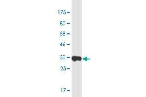 Western Blot detection against Immunogen (32. (Nop10 antibody  (AA 1-64))