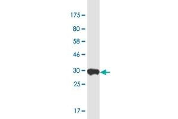 Nop10 antibody  (AA 1-64)