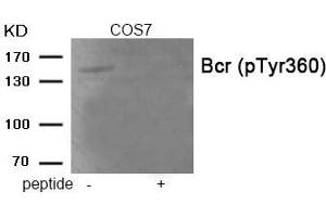 Western blot analysis of extracts from COS7 tissue using Bcr (Phospho-Tyr360) antibody. (BCR antibody  (pTyr360))