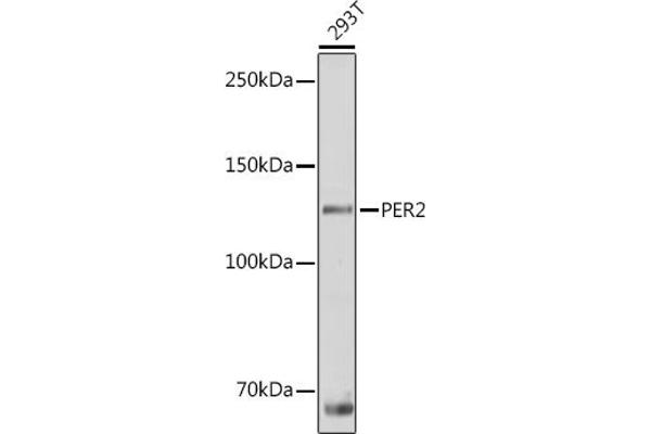 PER2 antibody  (AA 1-150)