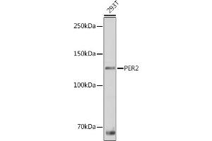 Western blot analysis of extracts of 293T cells, using PER2 antibody (ABIN6131889, ABIN6145450, ABIN6145452 and ABIN6217063) at 1:1000 dilution. (PER2 antibody  (AA 1-150))