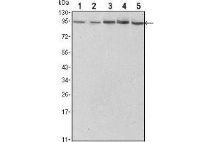 Western blot analysis using STAT3 mouse mAb against Hela (1),NIH/3T3 (2), Jurkat (3), PC-12 (4) and COS7 (5) cell lysate. (STAT3 antibody)