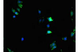 Immunofluorescent analysis of HepG2 cells using ABIN7156118 at dilution of 1:100 and Alexa Fluor 488-congugated AffiniPure Goat Anti-Rabbit IgG(H+L) (KPNA2 antibody  (AA 2-285))