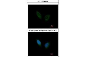 ICC/IF Image Immunofluorescence analysis of methanol-fixed HeLa, using PHKA1, antibody at 1:200 dilution. (PHKA1 antibody  (C-Term))