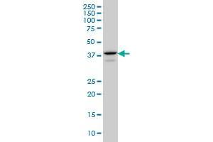 E2F4 antibody  (AA 211-301)