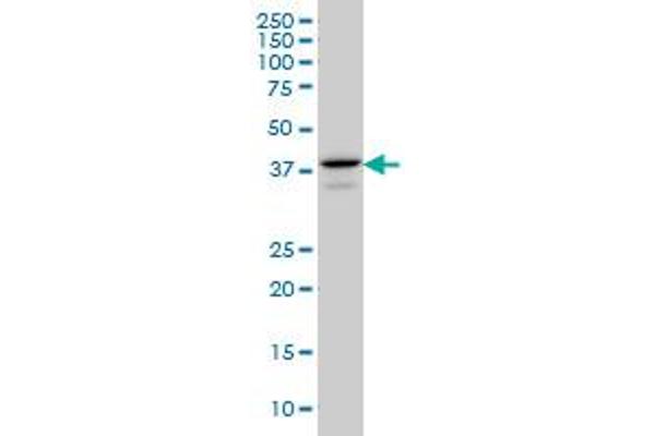 E2F4 antibody  (AA 211-301)